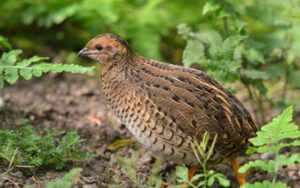 Galerie_AdobeStock_52212413
