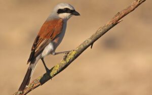 Galerie_AdobeStock_69426425