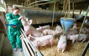 210824_edeka_tierschutzbeauftragte_hofglueck_schwein-2_Galerie