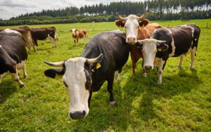 edeka_tierschutzbeauftragte_190821_3MB4917_Galerie