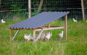 edeka_tierschutzbeauftragte_190821_4MB6562_Galerie